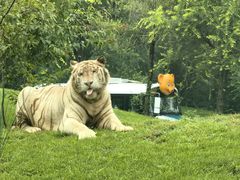 -北京野生动物园