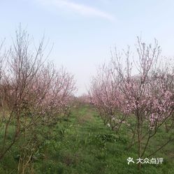 树上小李 zCT6rq2Vzf-PvWaKe4tJuukCwvo1tDrM6R6NPFHPX71QrkDYcjhmt0p6K-CN4GKZuzFvxlbkWx5uwqY2qcjixFEuLYk00OmSS1IdNpm8K8sG4JN9RIm2mTKcbLtc2o2vfCF2ubeXzk49OsGrXt_KYDCngOyCwZK-s3fqawWswzk.jpg