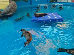 -海合安成都极地海洋公园