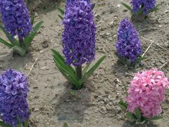 android_upload_pic-荷兰花海