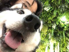 -Husky Go! 哈士奇体验馆·宠物咖啡厅狗咖