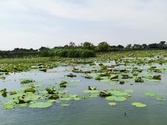 -洪湖生态旅游区