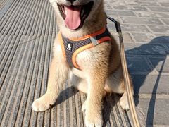 -天使宠物医院·犬猫分诊(彩虹店)