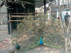 -大鹅岛绿色生态美食园