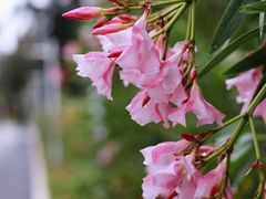 -西涌国际滨海旅游区