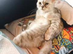 -more than meow吴止猫主题餐厅(承德 中船汇店)