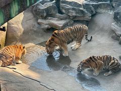 -深圳野生动物园