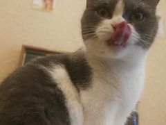 -猫友咖啡店(玉林西路店)