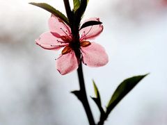 -嘉荫恐龙国家地质公园