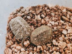 -灵龟之家百象馆(百象馆联合旗舰店)