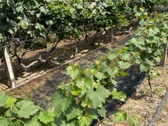 -马陆小张葡萄园农家乐