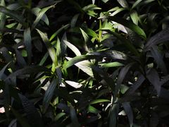 -溯洄咖啡VORTEX COFFEE