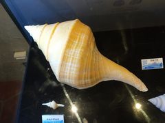 -贝壳梦幻世界