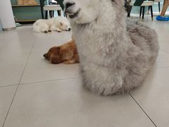 -安格丽娜·狗咖·猫咖羊驼咖(春熙路百盛商场店)