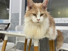 -喵的天空名猫咖啡馆·撸猫·猫舍·用品