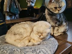 -猫猫幼稚园·撸猫·桌游·电玩