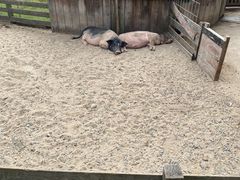 -前小桔亲子创意农场·草莓采摘·露营烧烤