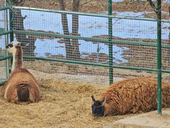 -青藏高原野生动物园
