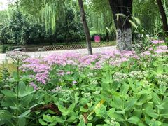 -丰台科技园生态主题公园