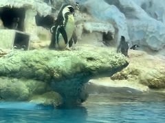 -帝企鹅自助餐厅•儿童岛•真企鹅(长隆企鹅酒店)