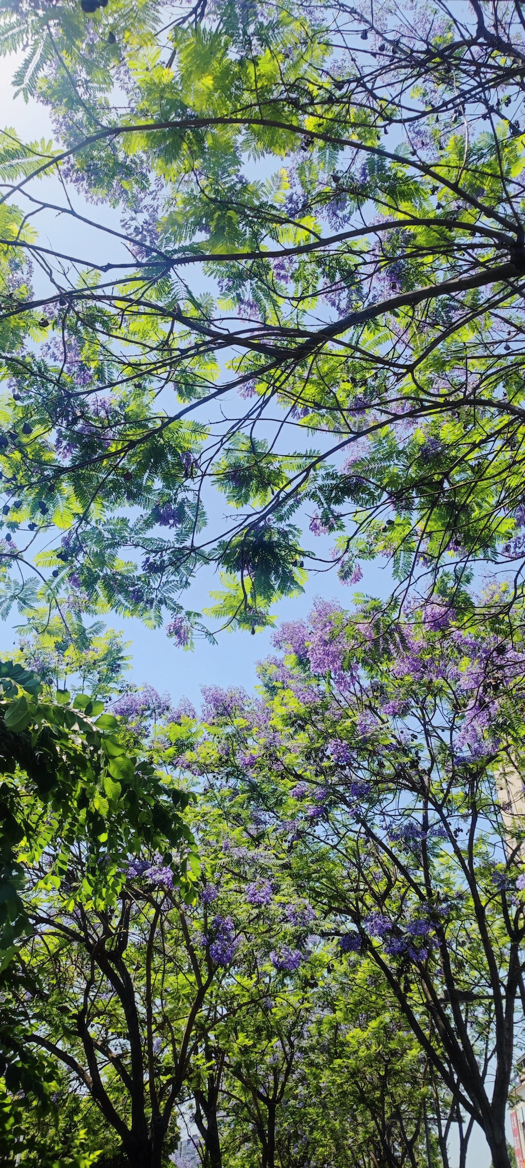 武晋路的蓝花楹如期而至