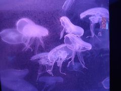 -欢乐海岸海洋奇梦馆