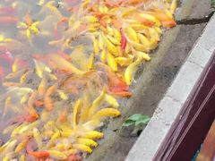 -武汉紫薇都市田园