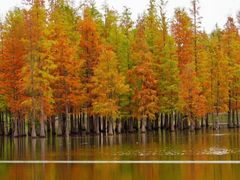 -白鹭湾湿地公园