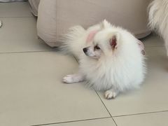 -怪兽屋·羊驼·猫咖·狗咖(俊华广场店)