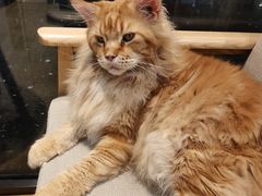 -藏猫猫咖啡主题馆(中央大道店)