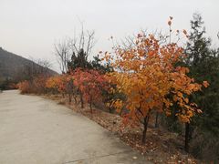 -北京鹫峰国家森林公园