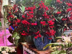 -花鸟鱼虫鲜花绿植市场(玉泉路店)