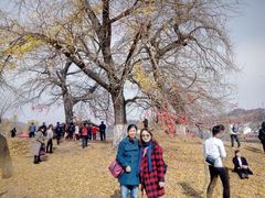 -千年银杏谷文化旅游区