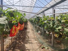 -马陆小张葡萄园农家乐