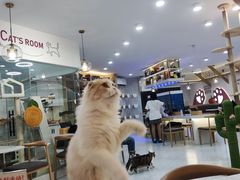 -喵园·猫主题咖啡厅·撸猫·猫咖(国贸店)