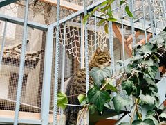 -喵屿·大理花园猫咖