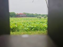 -荷塘月色湿地公园·向阳花洲