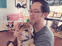 -柴犬高等学院·狗咖·柴犬售卖·宠物训练