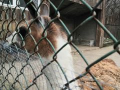 -合肥野生动物园