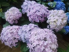 -三圣花乡旅游区