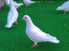 -朝阳公园