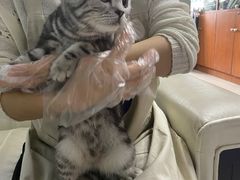 -lincat·猫舍(广州店)