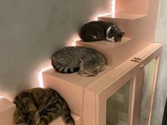 -猫儿山۰猫主题餐厅