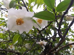 -萍乡武功山风景名胜区