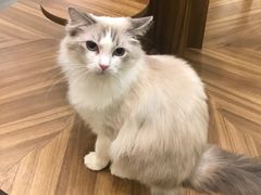 -飞行喵MR PILOT|猫舍·猫咖(静安大融城店)