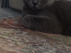 -喵的天空名猫咖啡馆·撸猫·猫舍·用品