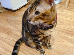 -MOCHA明星猫咖(田子坊店)