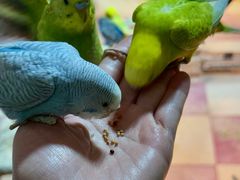 -上海大自然野生昆虫馆(东方明珠·爬宠昆虫探索中心)