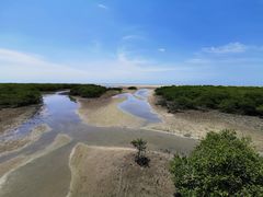 -北海金海湾红树林生态旅游区