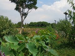 -田园东方蜜桃村的田野营地